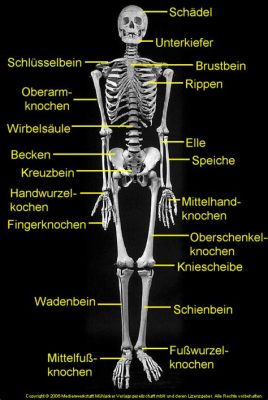  La Historia de Huesitos - Ein faszinierendes Märchen über Skelette, die zum Leben erwachen und den Sinn des Lebens suchen!