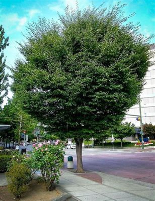 The Legend of the Zelkova Tree: A Tale of Ancient Wisdom and Unwavering Loyalty!