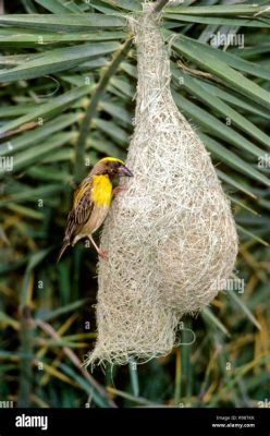  The Weaver Bird - Eine Fabel über Bescheidenheit und die Macht des Einfachen!