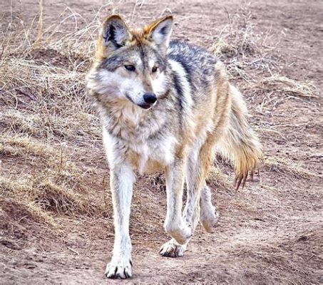  Wie die Wise Woman den Wolf überlistete! Eine mexikanische Sage aus dem 14. Jahrhundert